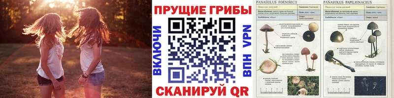 Псилоцибиновые грибы Cubensis  Верещагино 